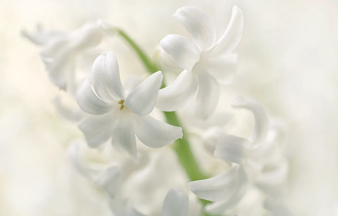 Photo wallpaper macro, petals, inflorescence