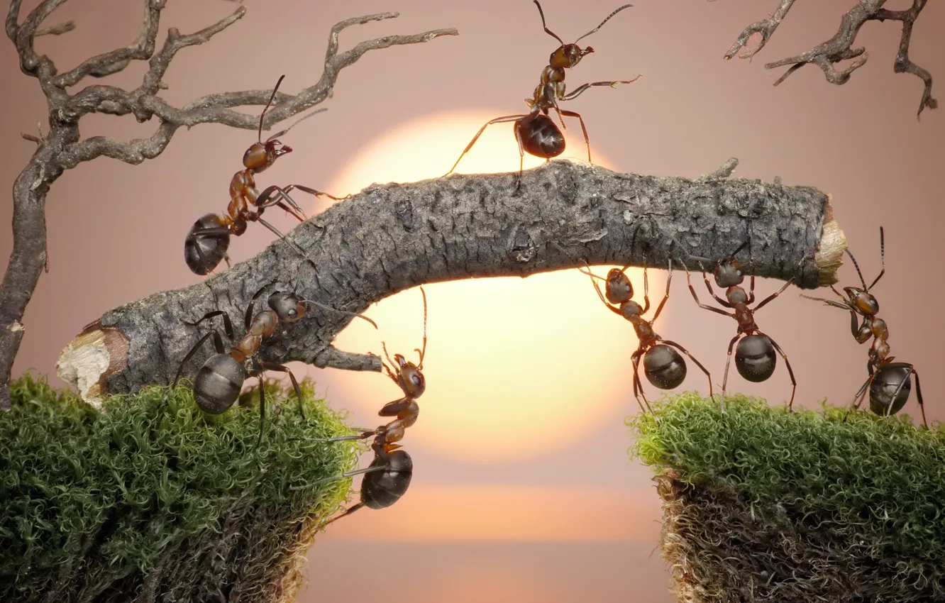 Photo wallpaper the sun, macro, sunset, insects, work, moss, the situation, ants