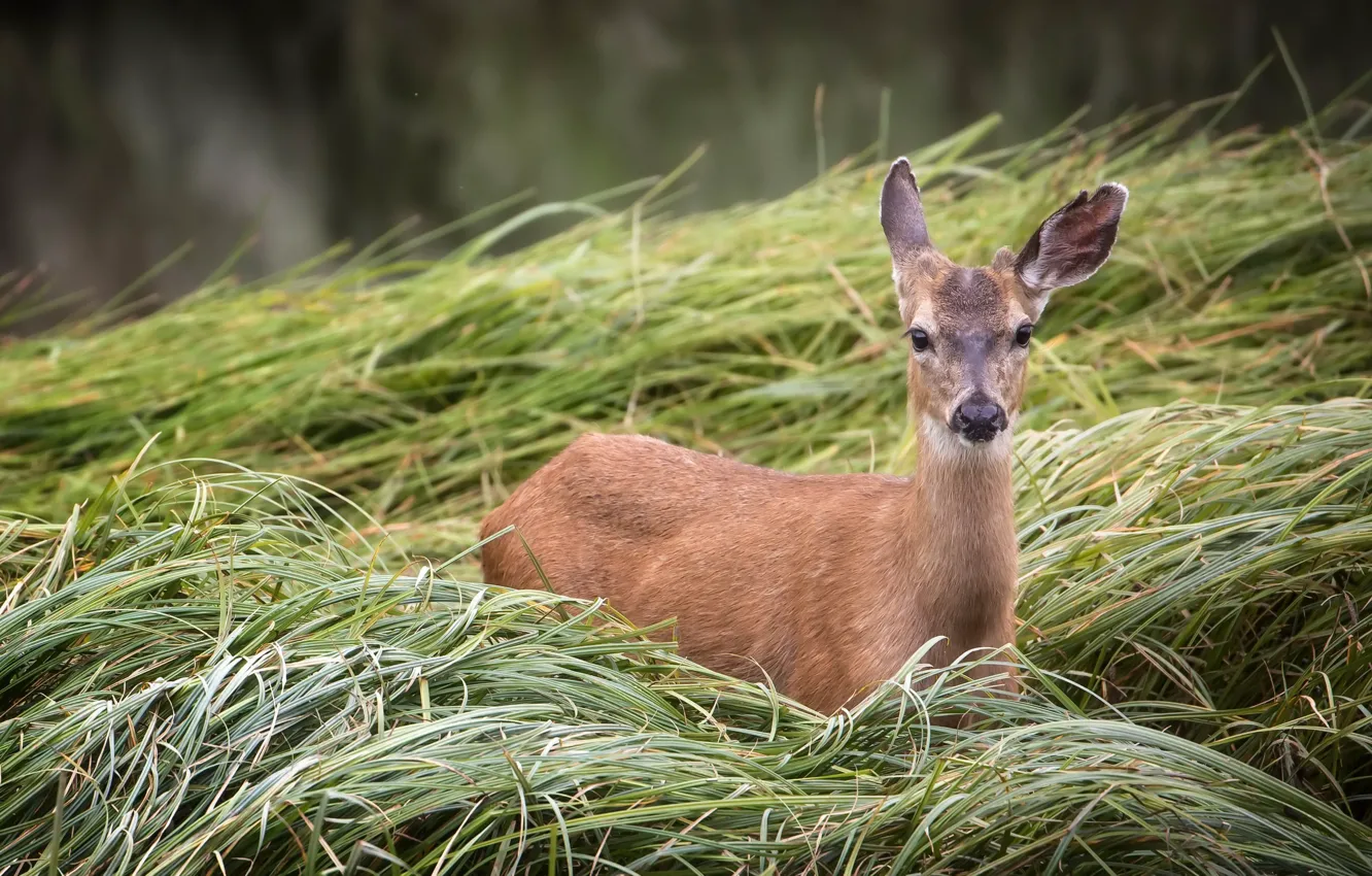 Photo wallpaper summer, nature, deer