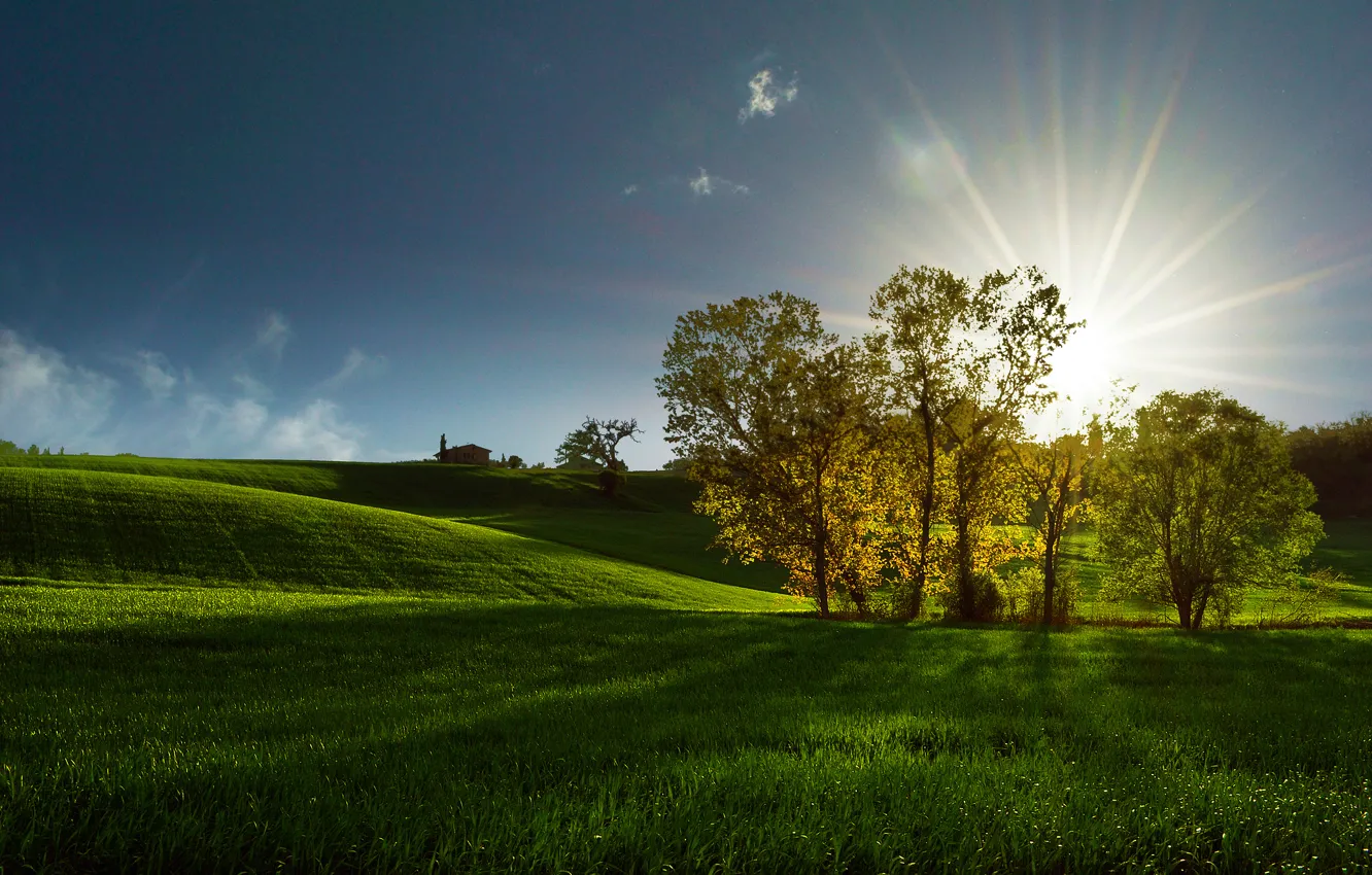 Photo wallpaper field, the sun, rays, trees