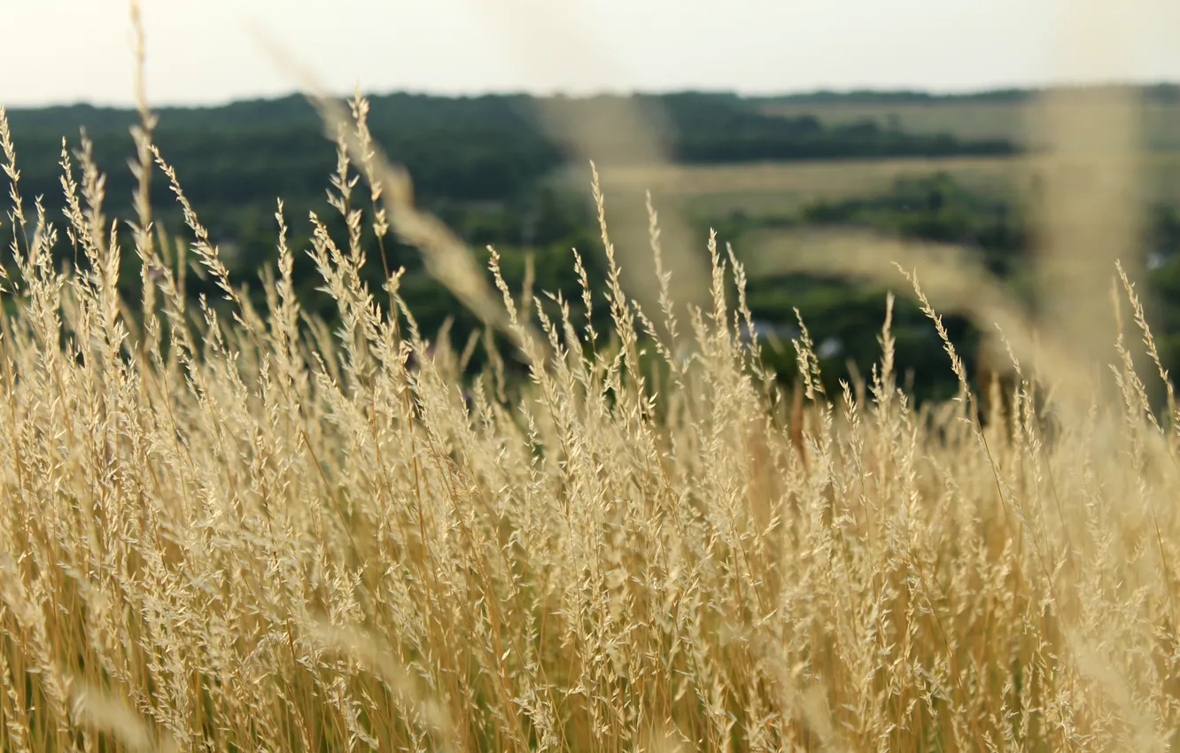Photo wallpaper field, nature, plant, meadow, ears