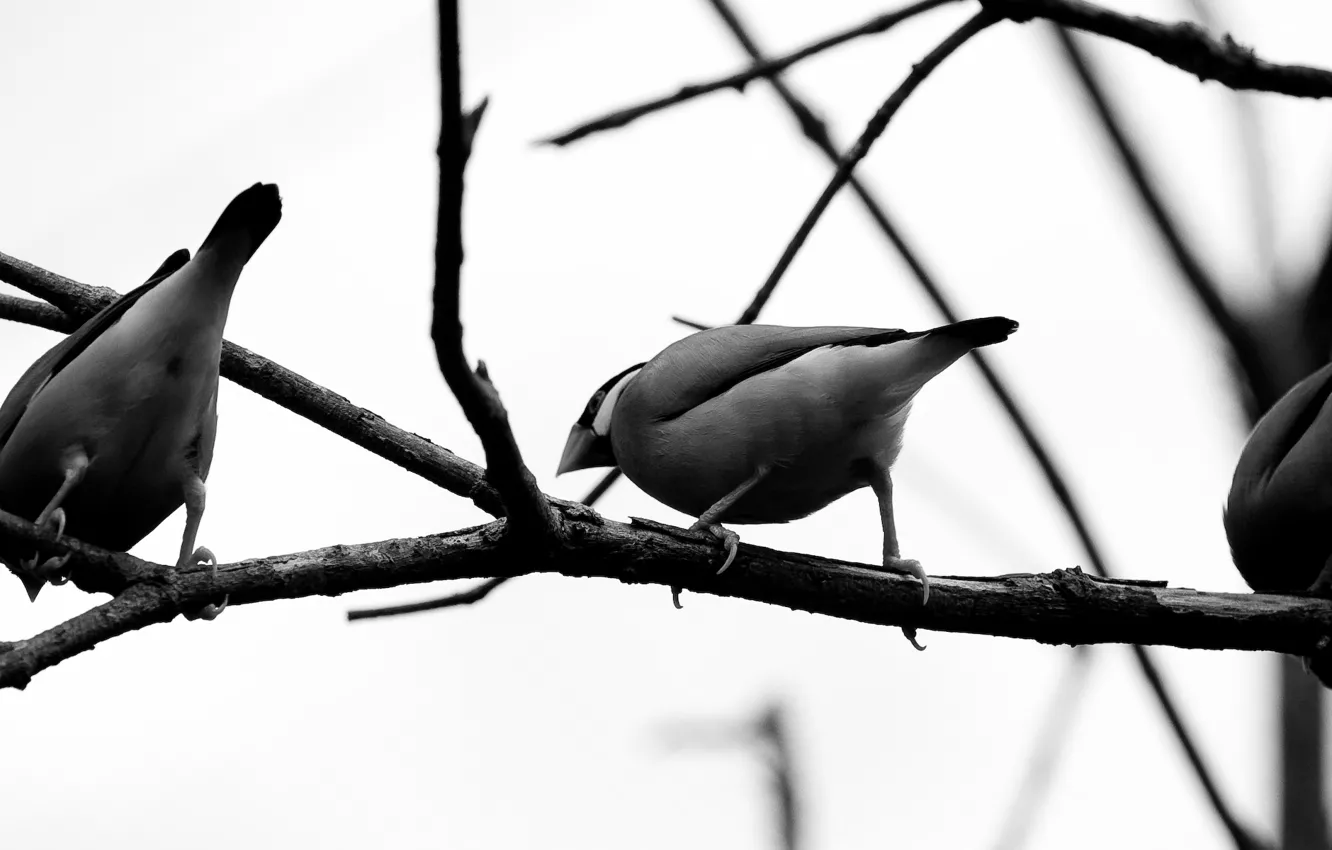 Photo wallpaper birds, grey, branch