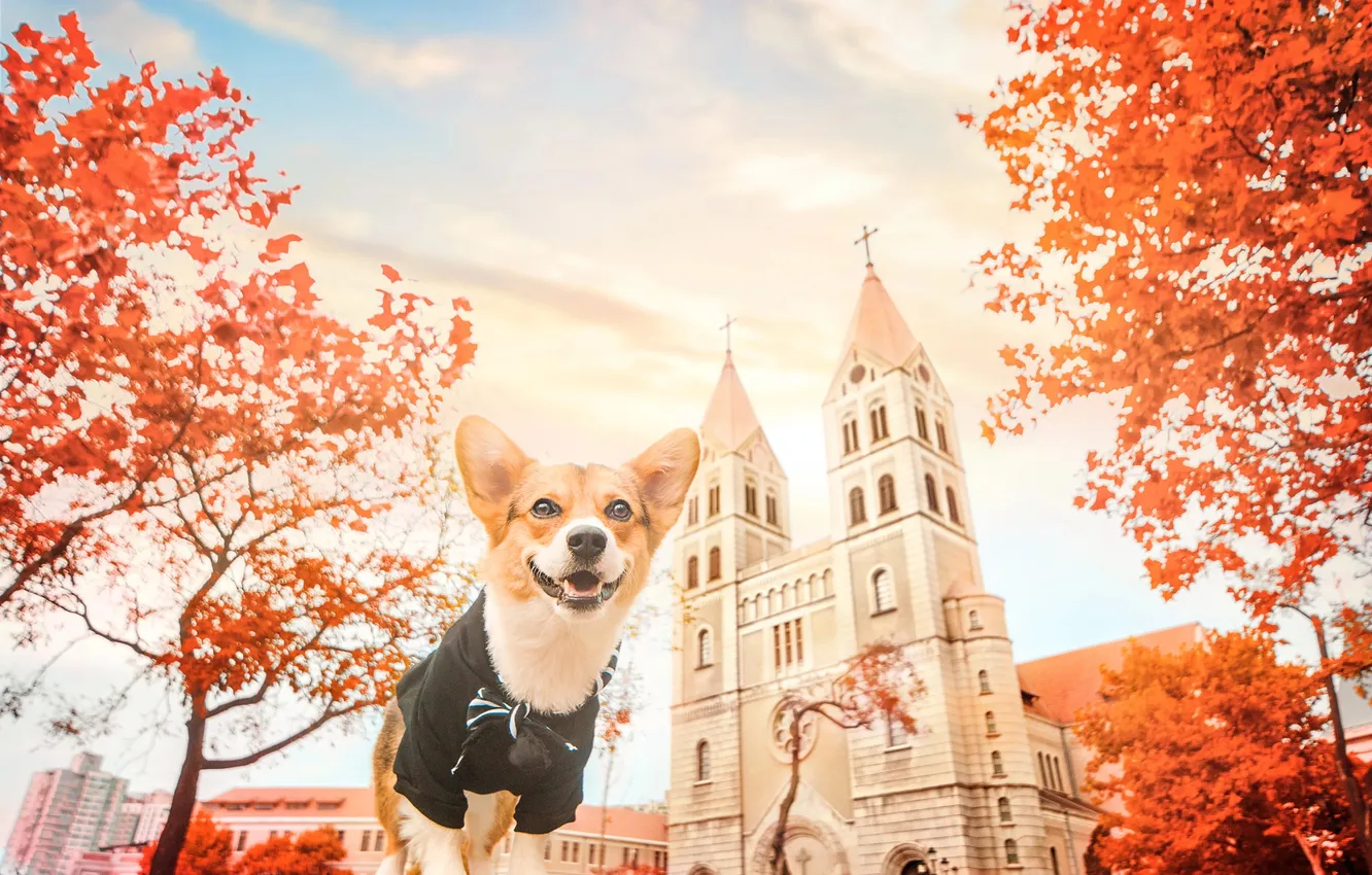 Photo wallpaper autumn, look, the city, pose, dog, face