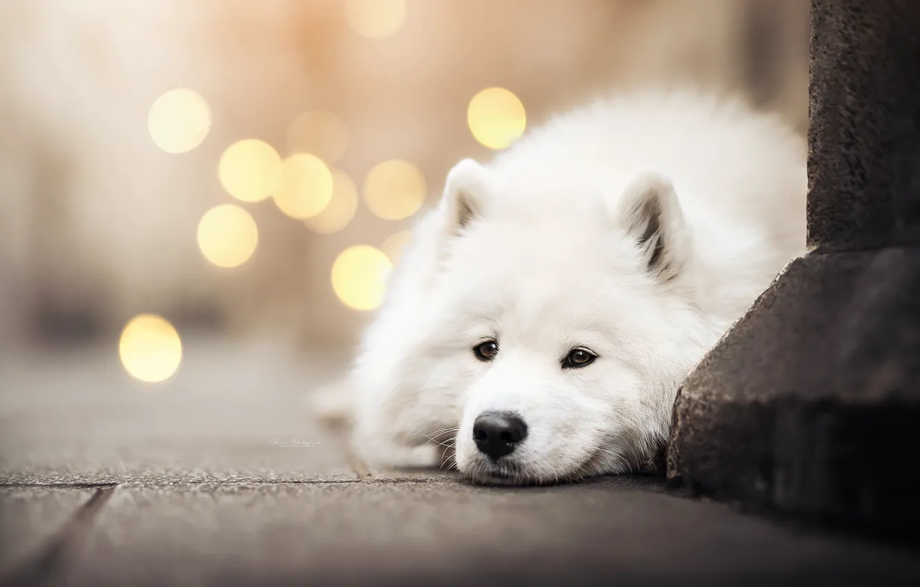 Photo wallpaper portrait, dog, Samoyed