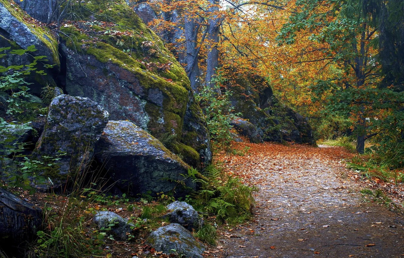 Photo wallpaper autumn, leaves, landscape, nature, boulders, Tamara Pocrovskaya, Autumn in the Monrepos Park