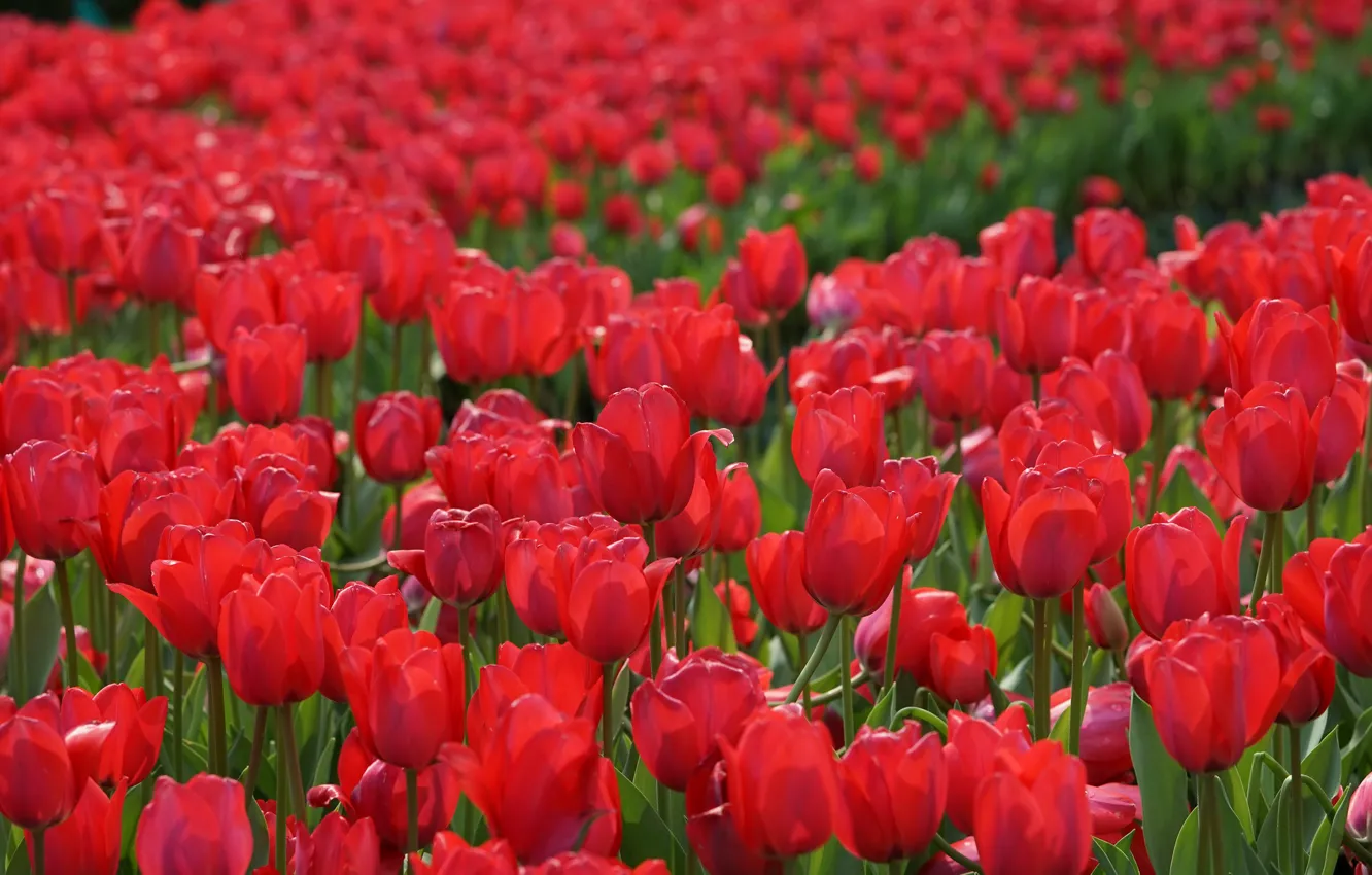 Photo wallpaper tulips, red, buds, al, a lot