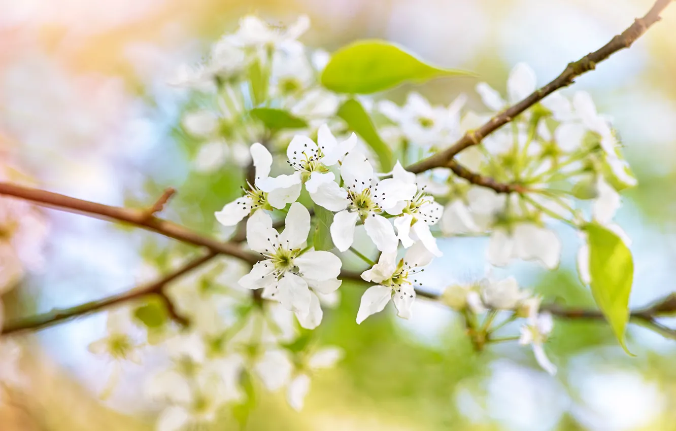 Photo wallpaper greens, leaves, flowers, branches, blur, spring, white, flowering
