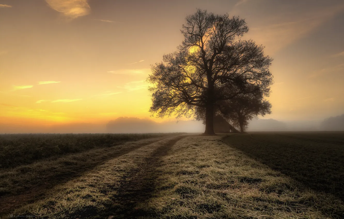 Photo wallpaper road, trees, fog