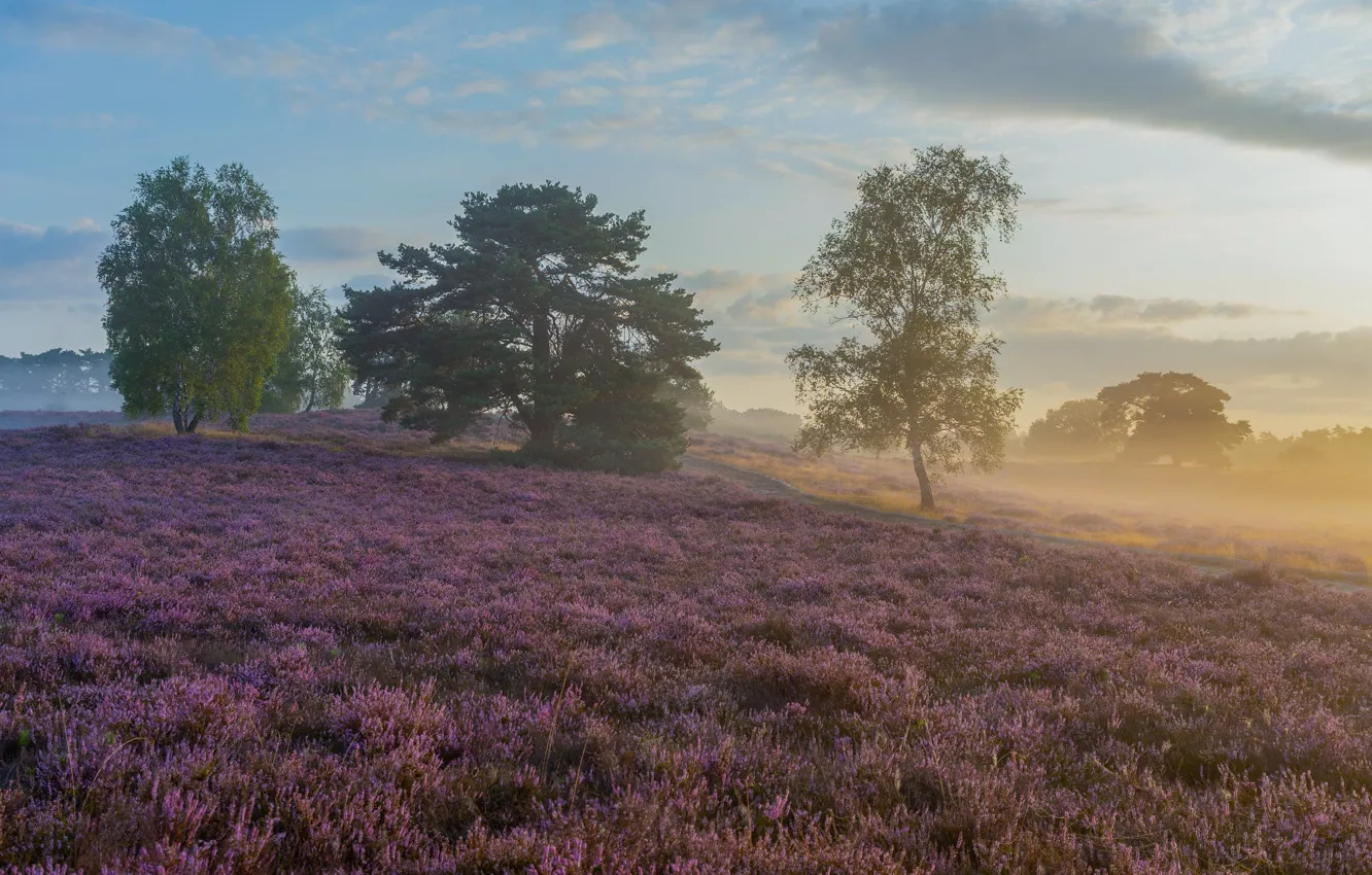 Photo wallpaper field, trees, fog, Heather
