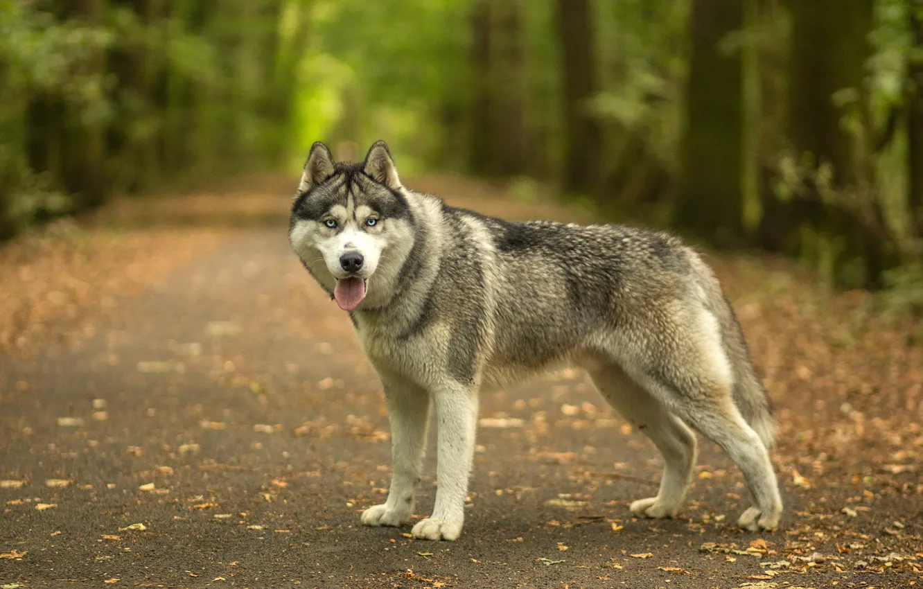 Photo wallpaper road, autumn, forest, language, look, face, leaves, trees