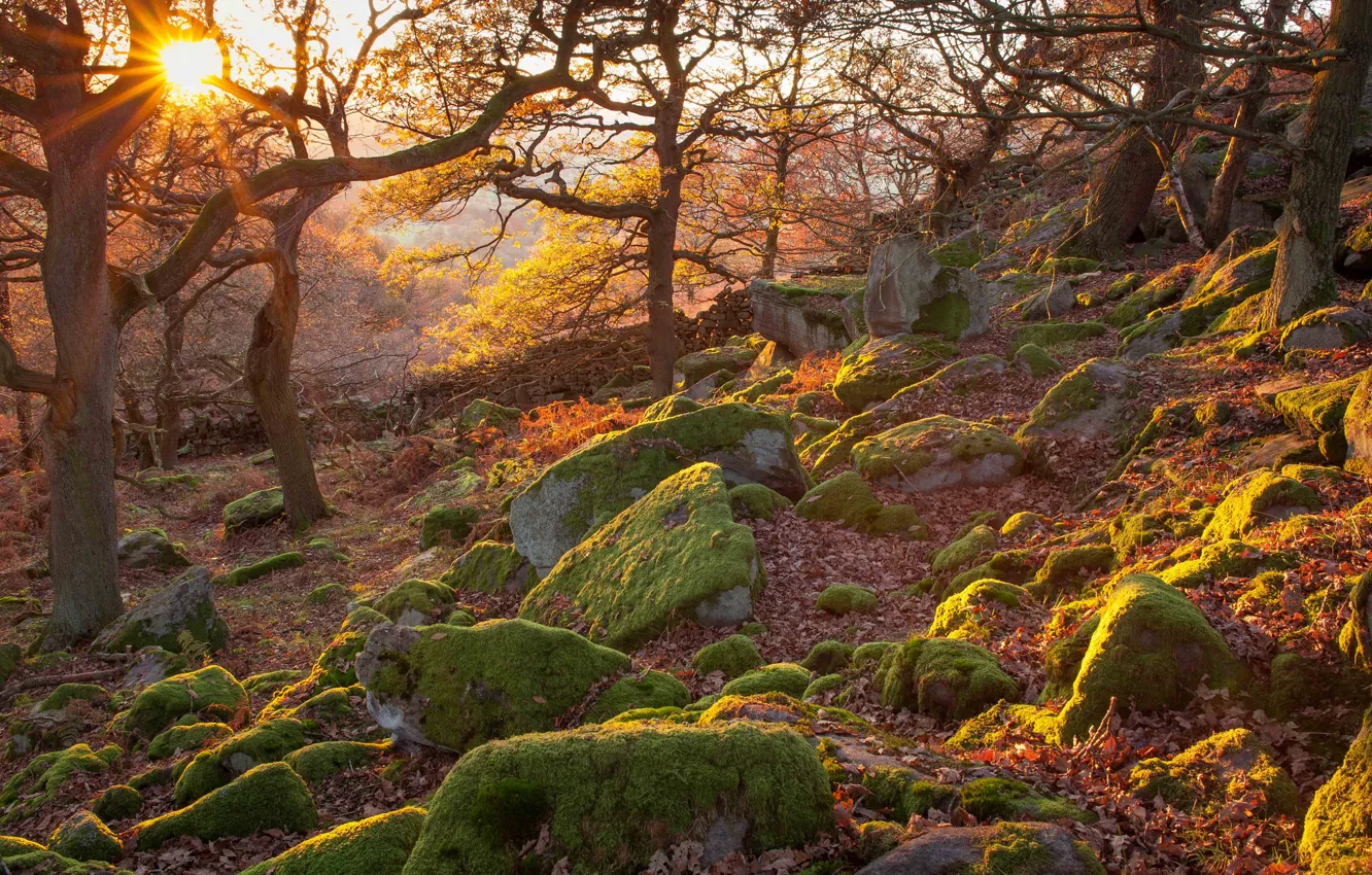 Photo wallpaper autumn, forest, rays, trees, sunset, stones, England, slope