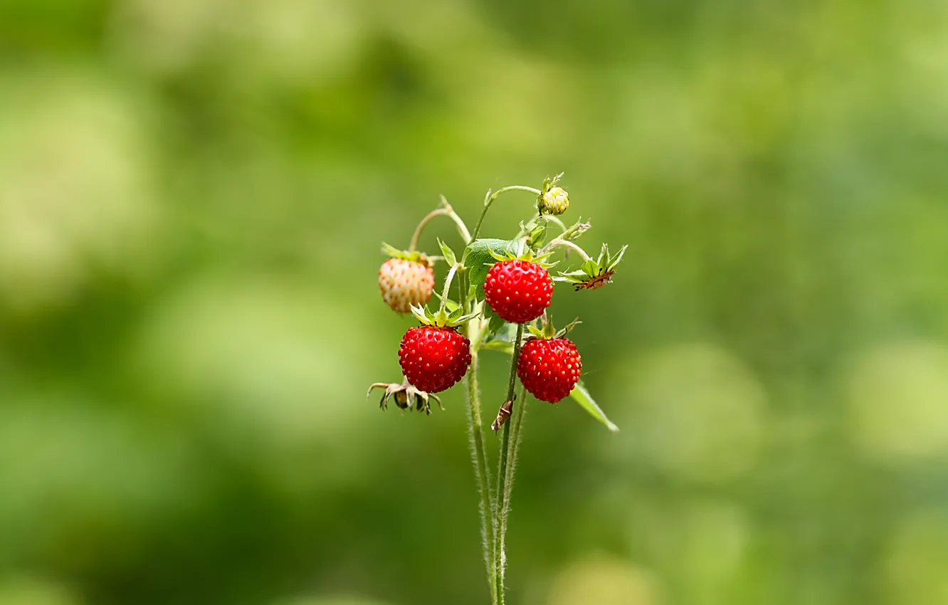 Photo wallpaper greens, forest, summer, strawberries