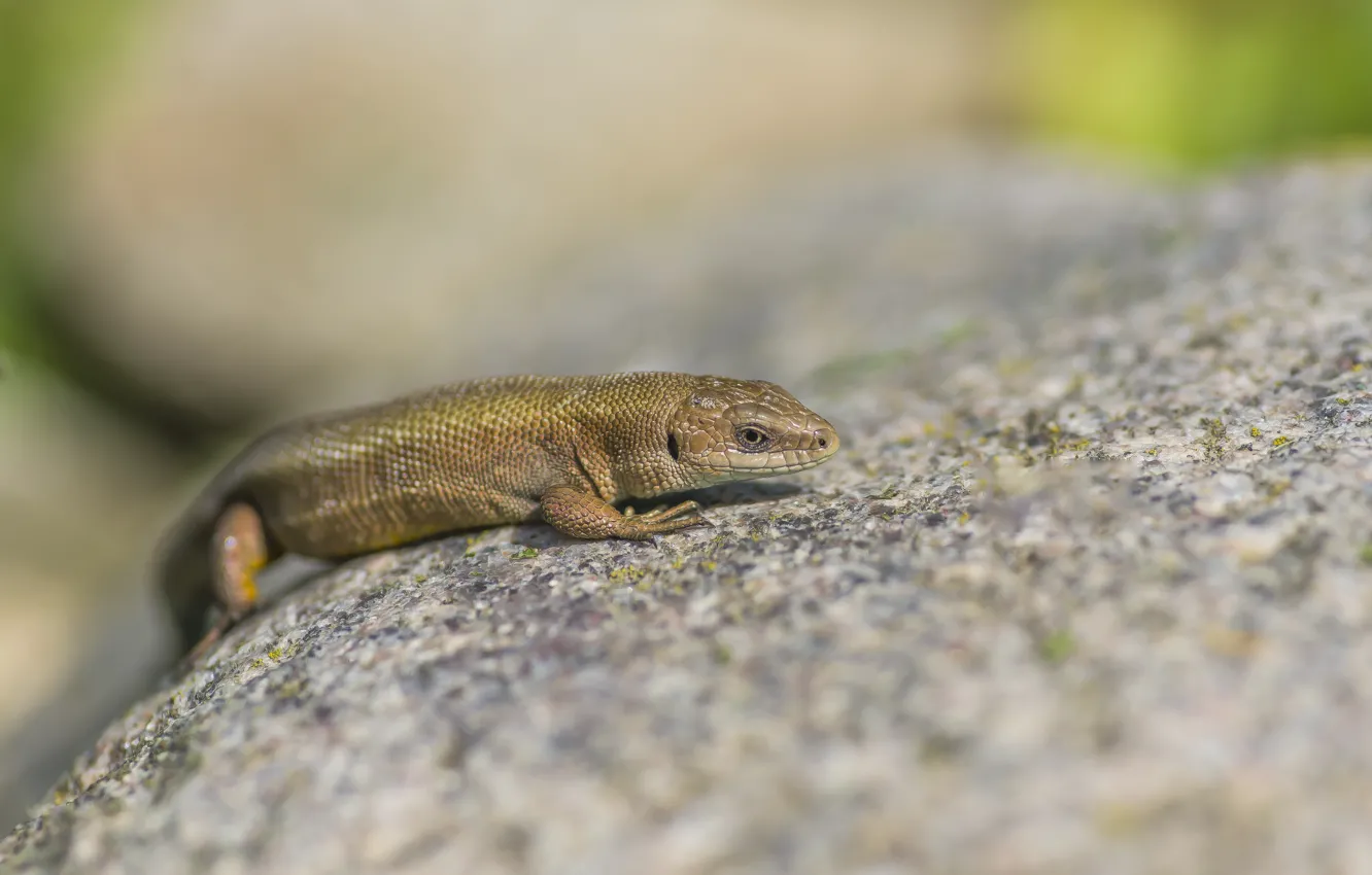 Photo wallpaper look, macro, animal, lizard