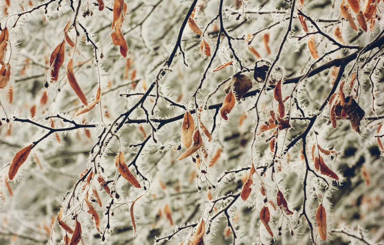 Photo wallpaper winter, frost, leaves