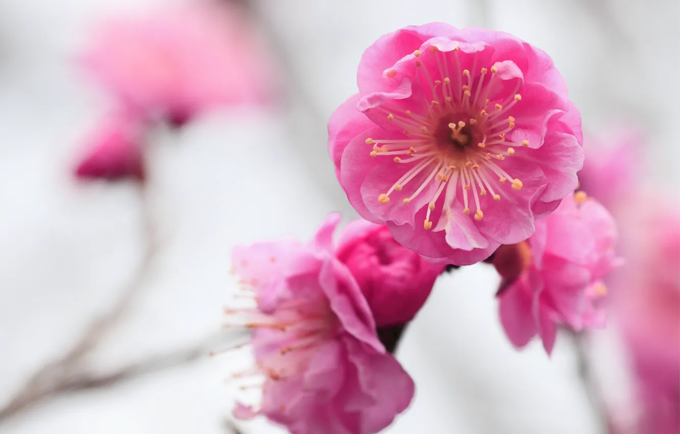 Photo wallpaper macro, flowers, focus, branch, blur, pink, flowering, Apricot