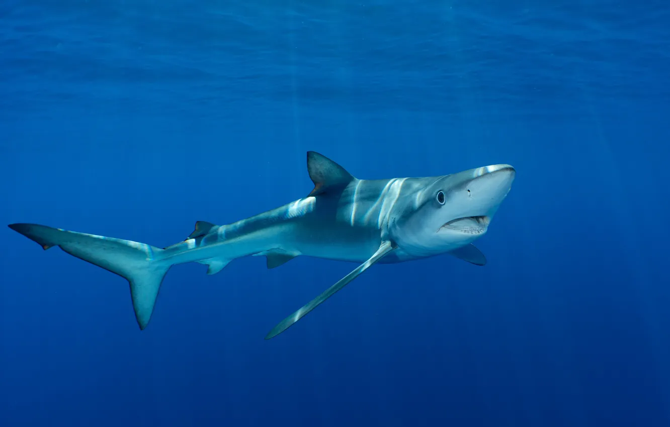 Photo wallpaper deep, north, danger, atlantic, creature, pico, fin, blue shark