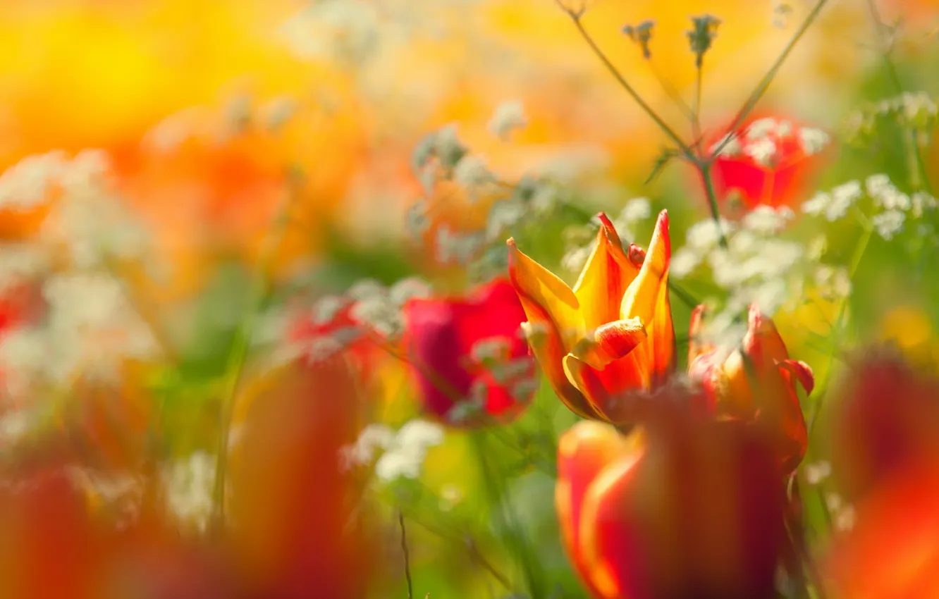 Photo wallpaper flowers, nature, spring