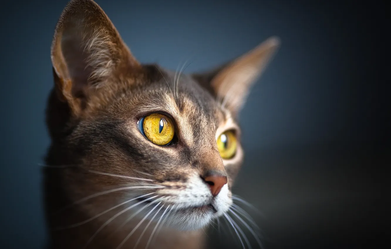 Photo wallpaper cat, eyes, cat, macro, wool, face