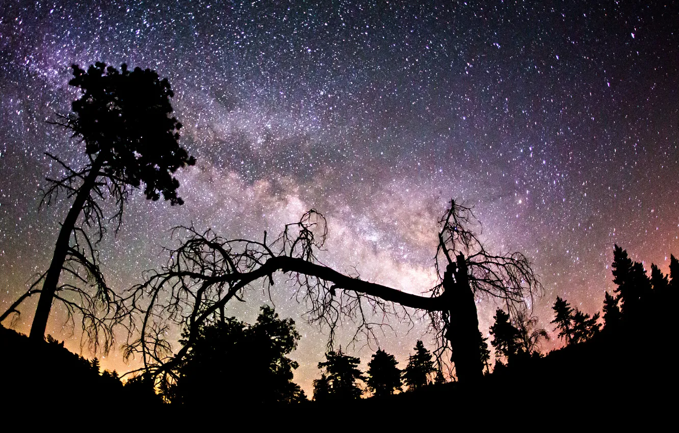 Photo wallpaper space, stars, trees, night, the milky way