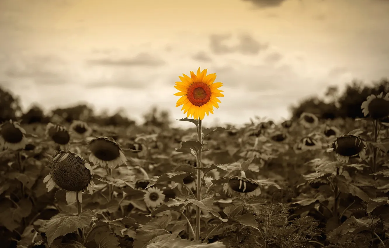 Photo wallpaper sunflowers, nature, background