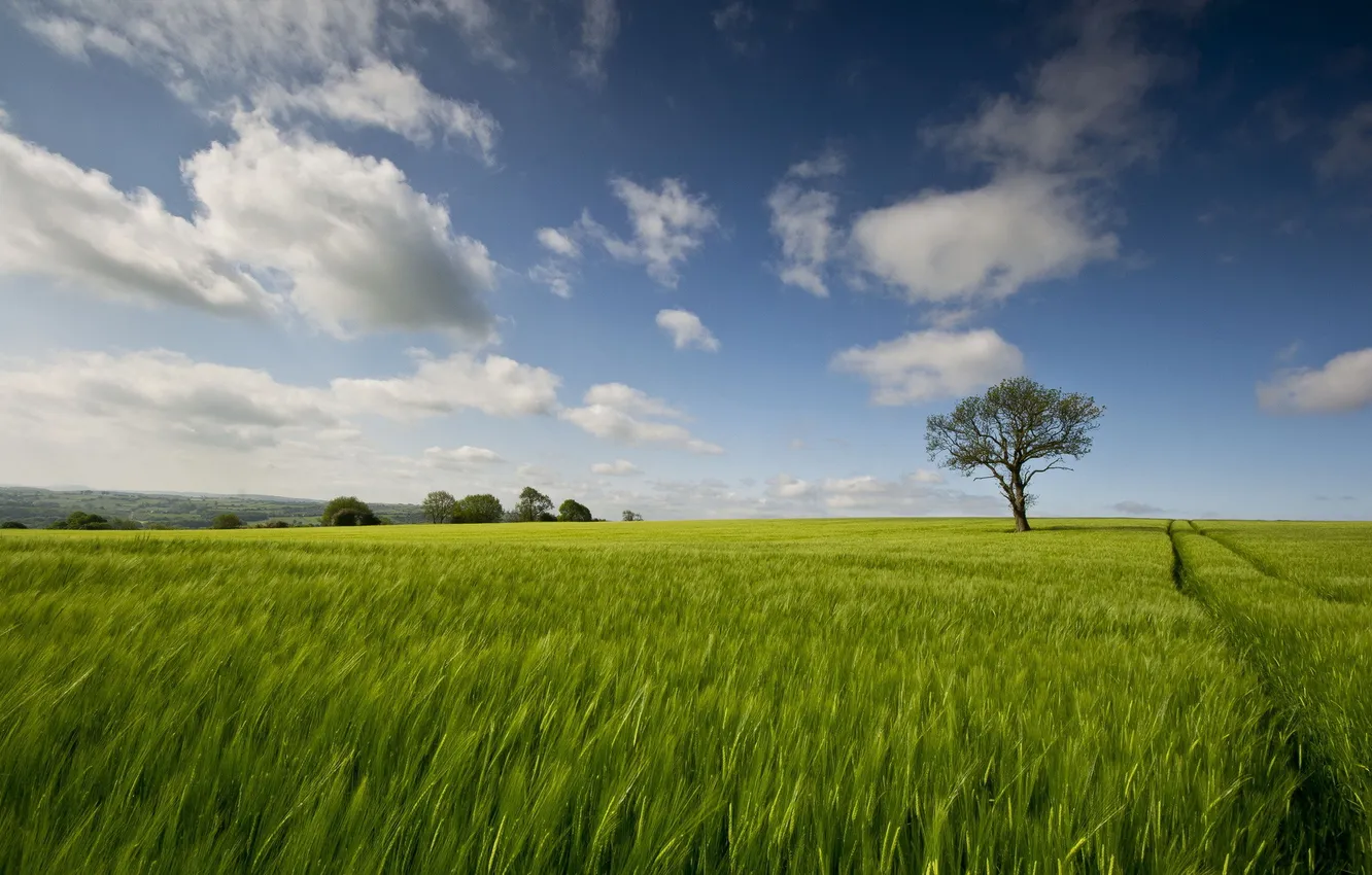 Photo wallpaper field, trees, landscape