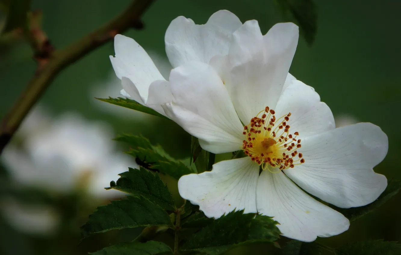 Photo wallpaper macro, petals, briar, white rose