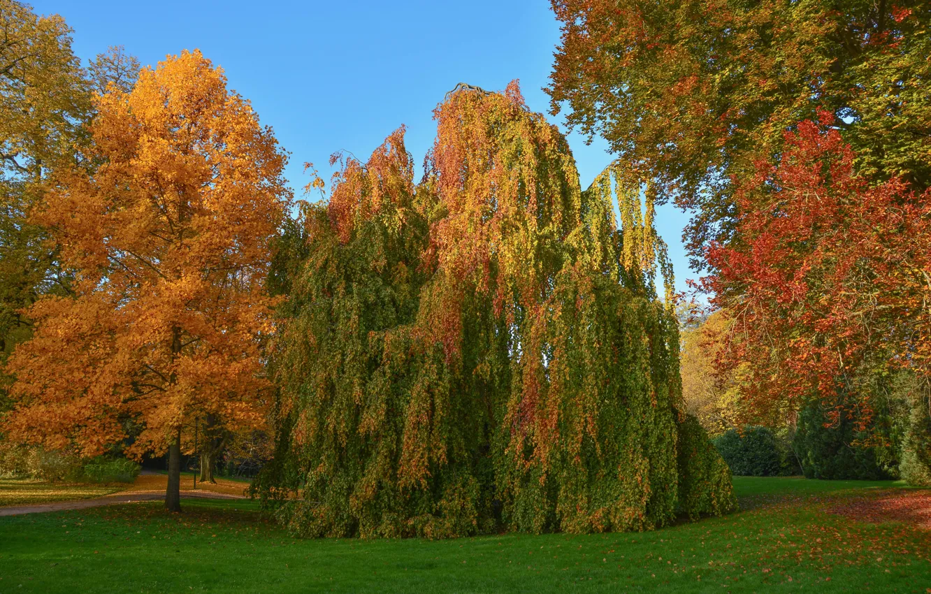Photo wallpaper autumn, forest, trees, Park, foliage, crown