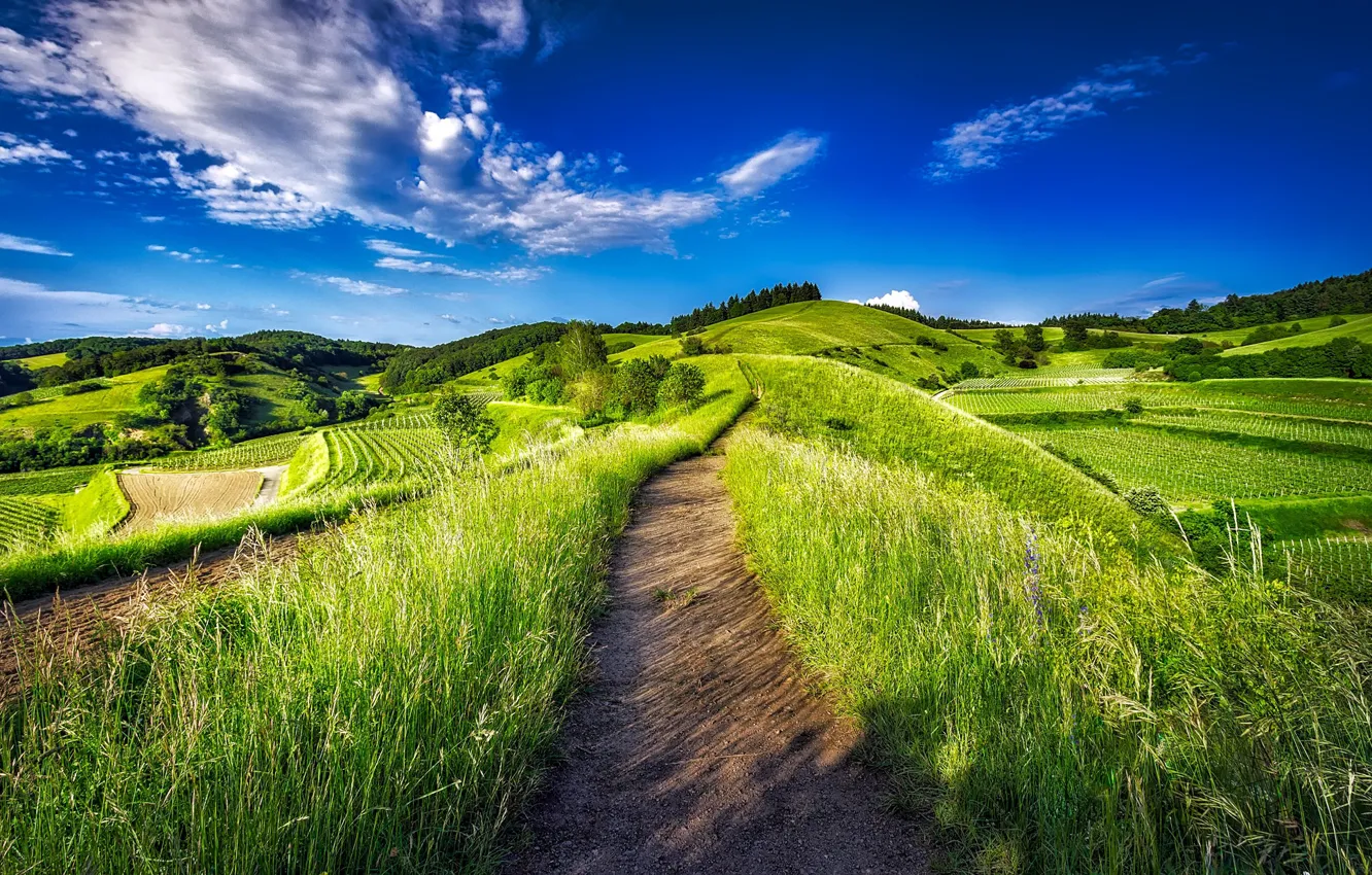 Photo wallpaper greens, field, summer, the sky, grass, the sun, clouds, trees