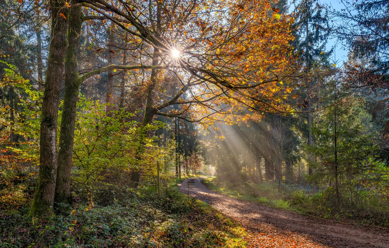 Photo wallpaper road, autumn, forest, the sun, branches, Germany, Rhineland-Palatinate