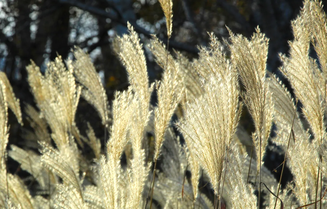 Photo wallpaper grass, plant, delicate