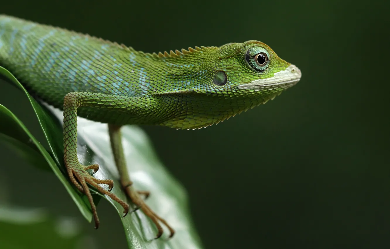 Photo wallpaper leaves, green, lizard, green background