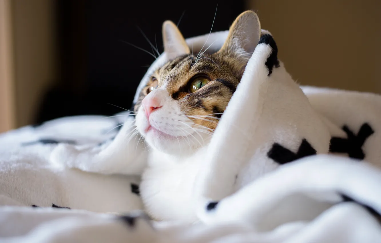 Photo wallpaper cat, cat, look, face, happiness, comfort, heat, background