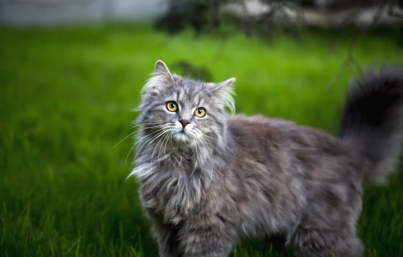 Photo wallpaper cat, grass, cat, look, face, grey, fluffy, lawn