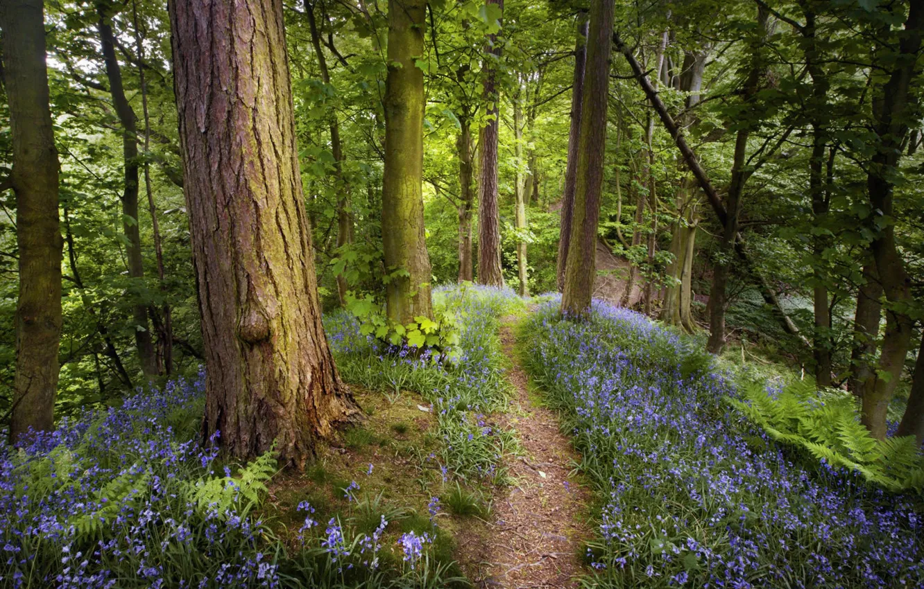 Photo wallpaper forest, trees, flowers, nature, trail, spring, trunk, fern