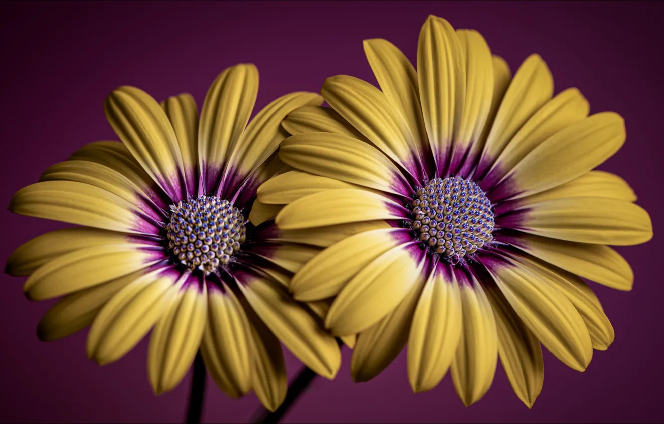 Photo wallpaper macro, flowers, pair, flowers, macro, two, wallpapers 1920 x 1080