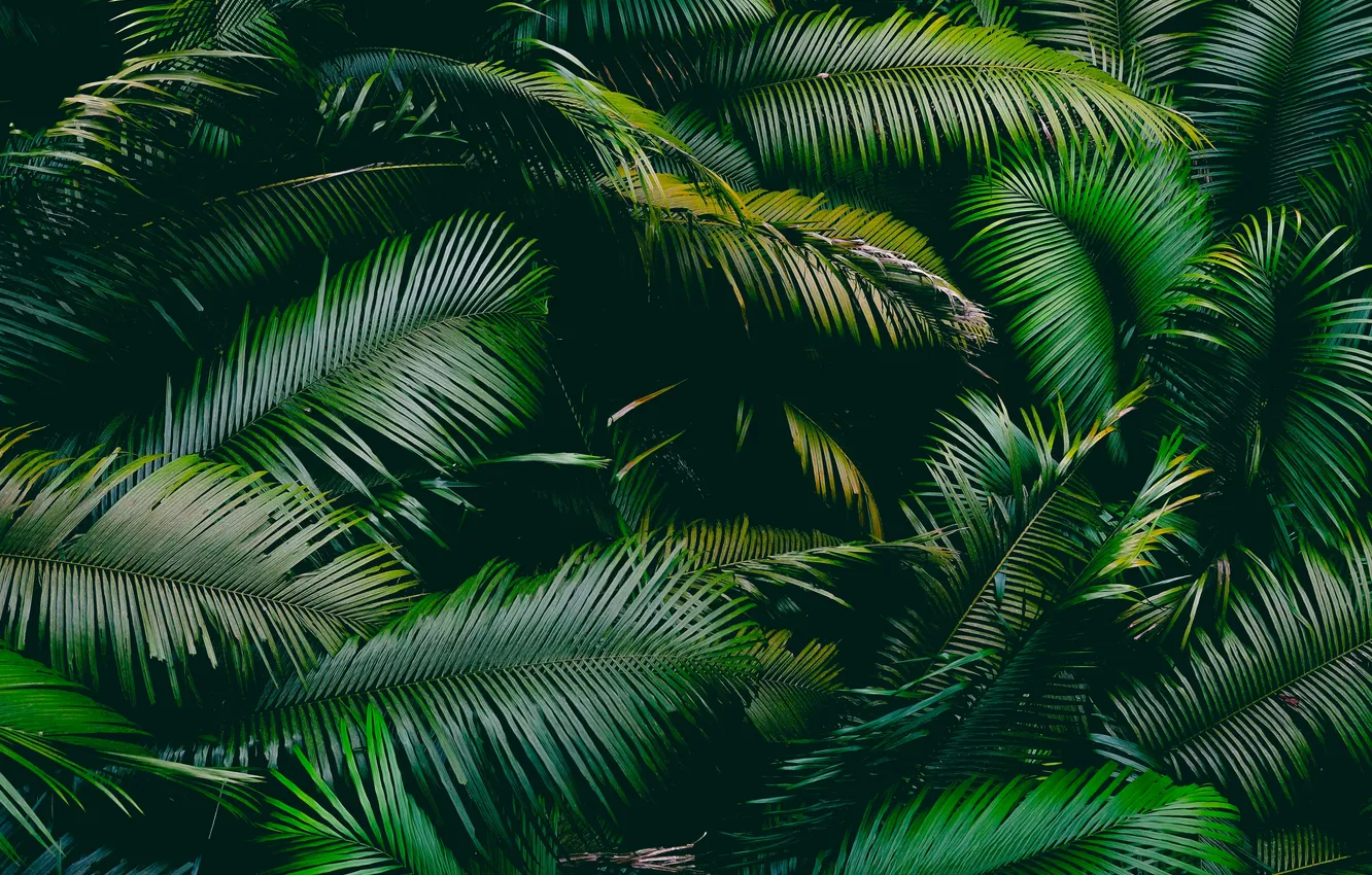 Photo wallpaper leaves, macro, palm trees, plant