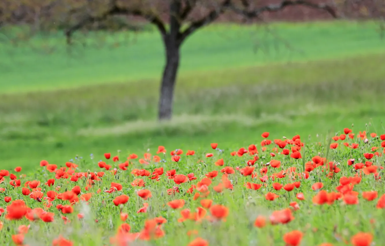 Photo wallpaper field, summer, landscape, nature, Maki