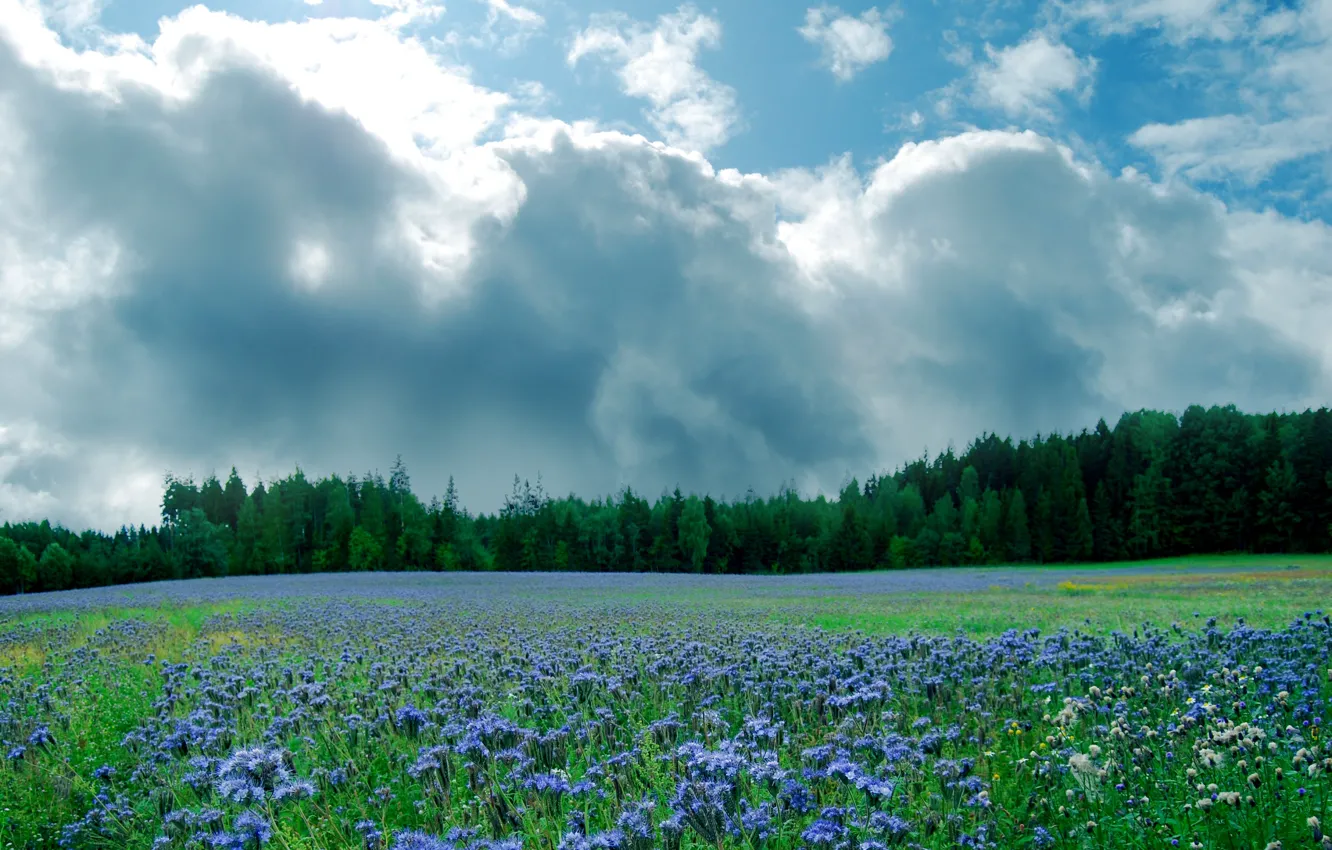 Photo wallpaper field, summer, the sky, clouds, trees, flowers, Nature, summer