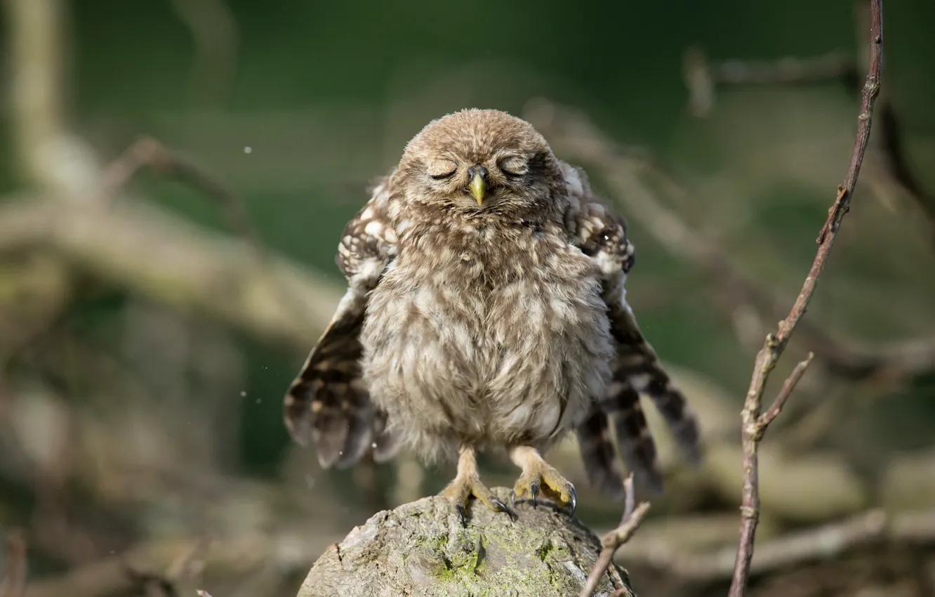 Photo wallpaper nature, owl, bird