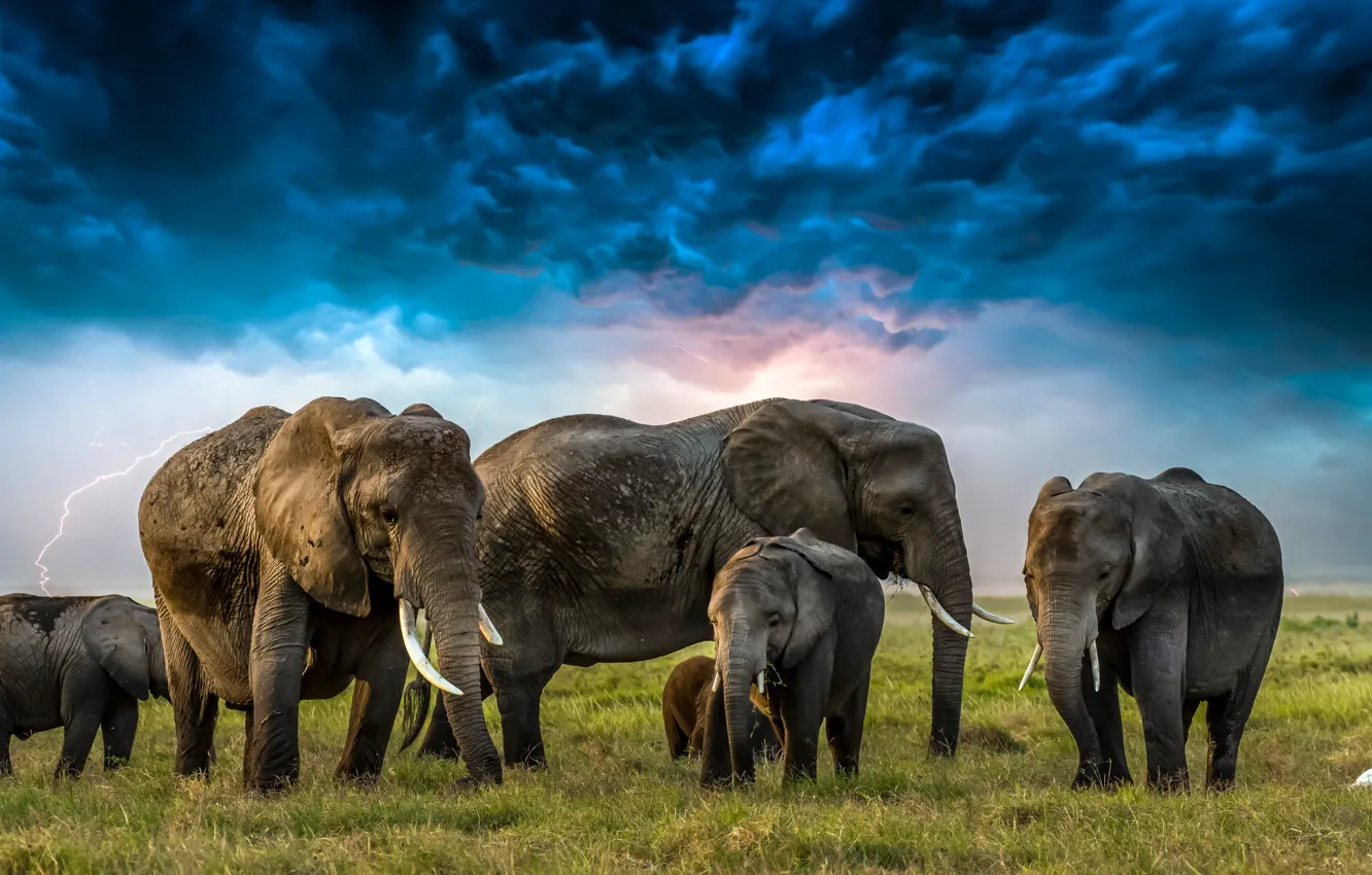 Photo wallpaper grass, clouds, lightning, elephants, Heron, elephants