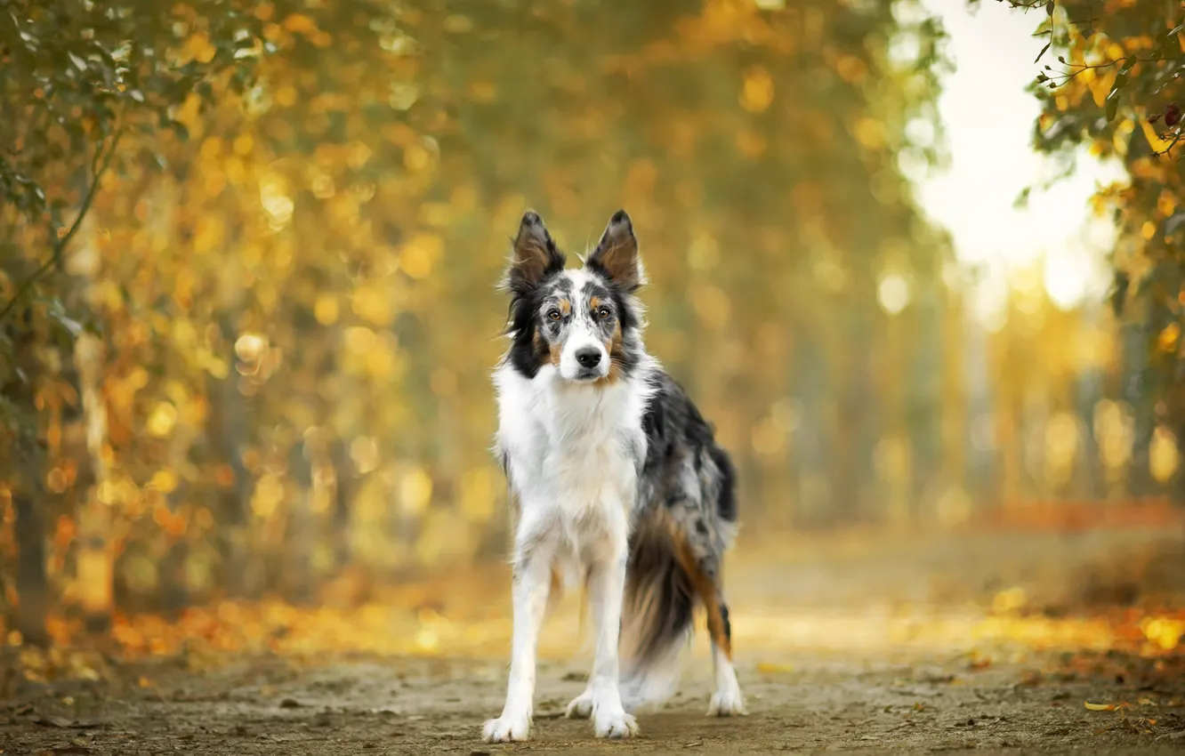 Photo wallpaper autumn, each, dog