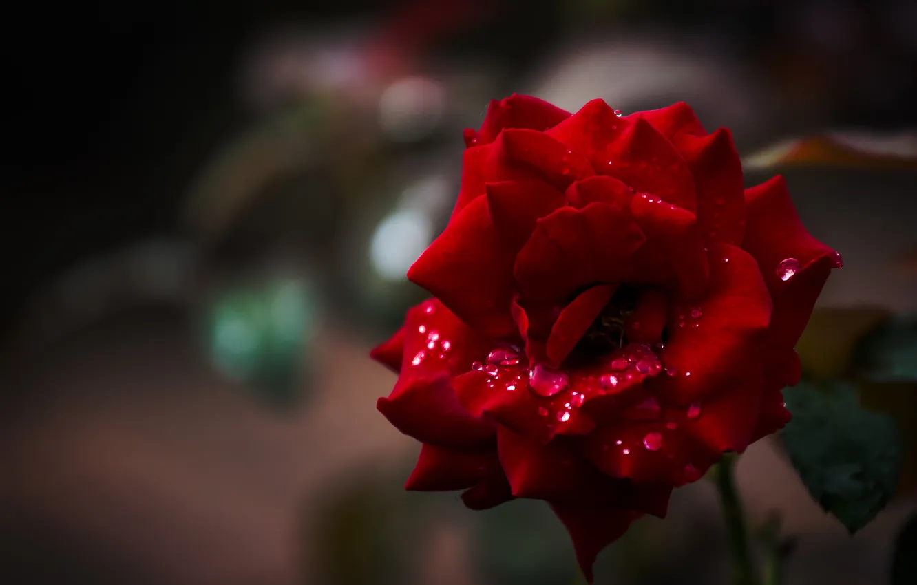 Photo wallpaper flower, drops, rose
