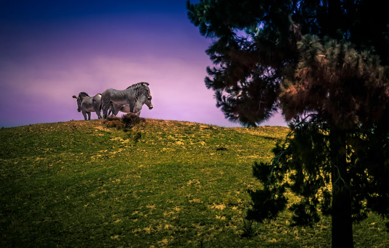 Photo wallpaper field, the sky, trees, nature, hills, Zebra, progluka