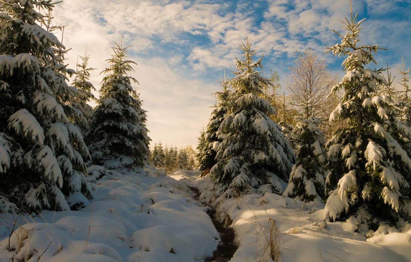Photo wallpaper winter, snow, tree, ate