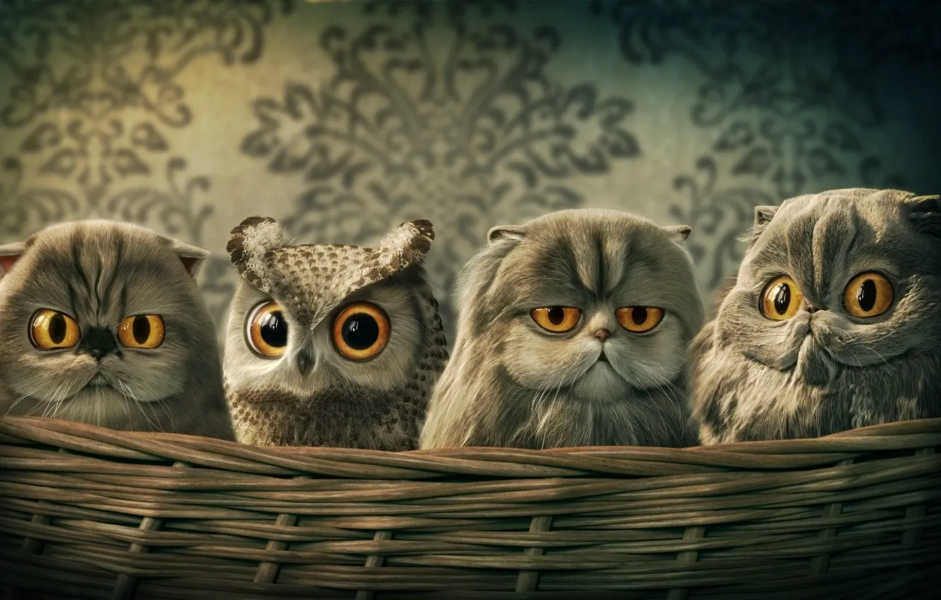 Photo wallpaper cat, owl, basket, art