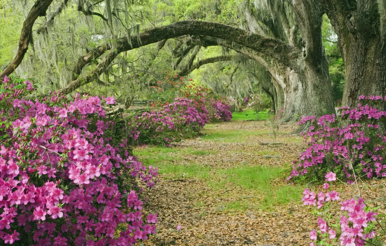 Photo wallpaper trees, Azaleas, Alley, South Carolina