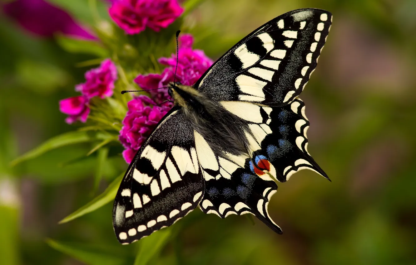 Photo wallpaper flowers, close-up, butterfly
