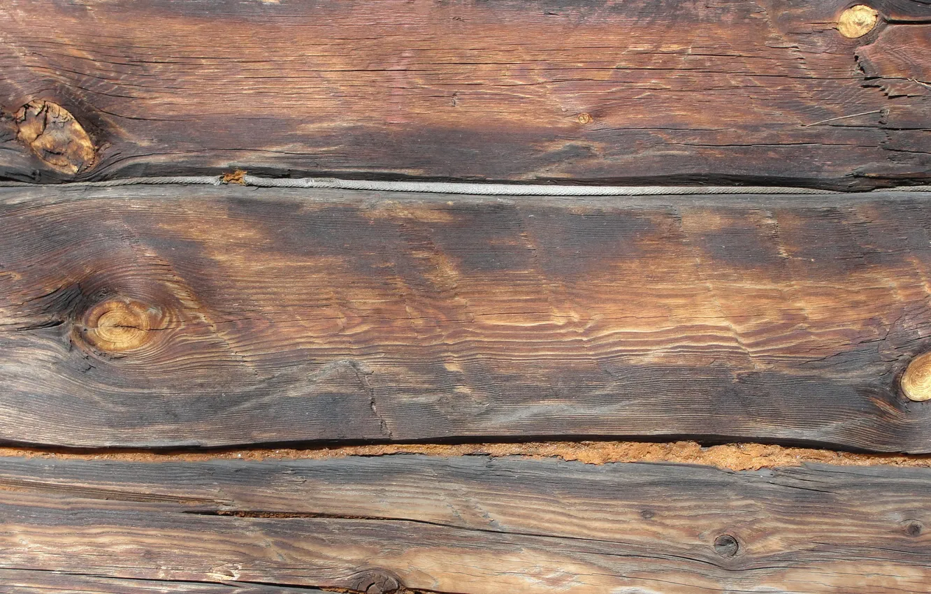 Photo wallpaper trees, bitches, log, timber, konopatka, light brown