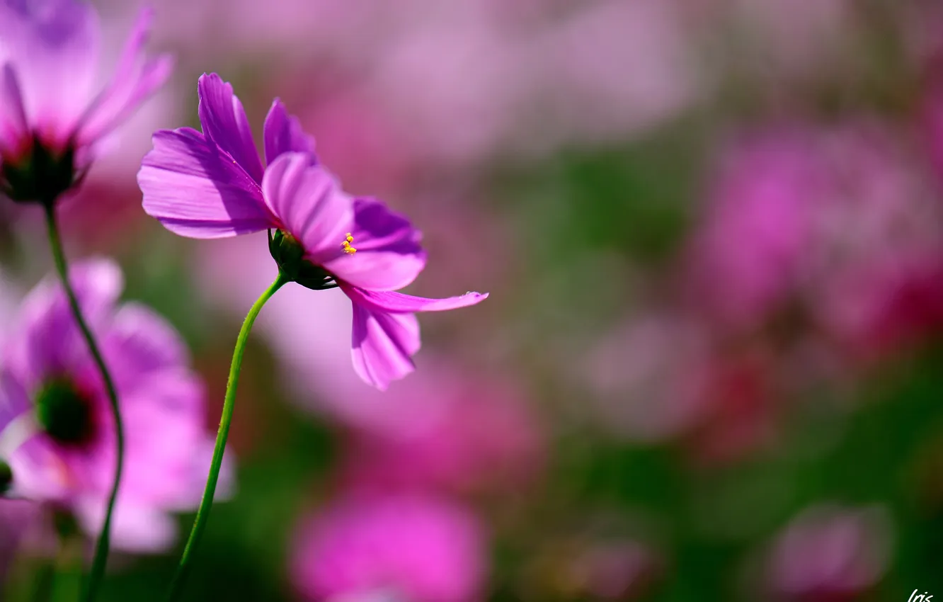 Photo wallpaper flowers, nature, focus, blur, pink, kosmeya
