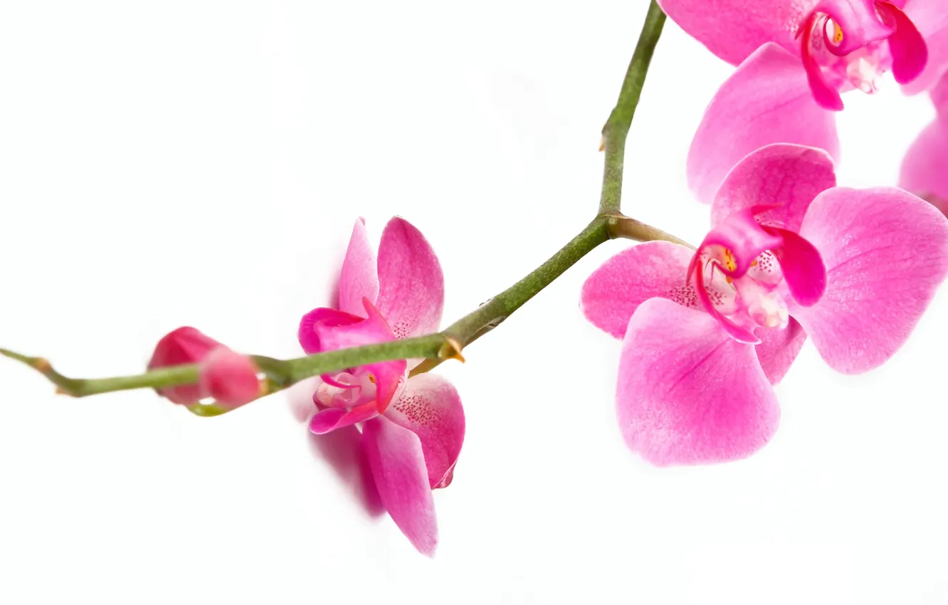 Photo wallpaper macro, flowers, branches, tenderness, beauty, petals, Orchid, pink